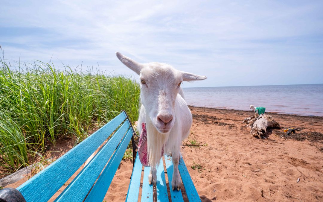 Drop In – Beach Goats