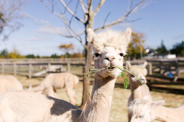 Buy Premium Canadian Alpaca Yarn, Green Gable Alpacas