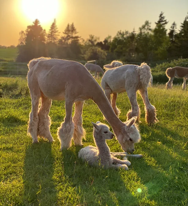 Alpaca Afternoons Drop in- Breezy & Bare: Life After Shearing